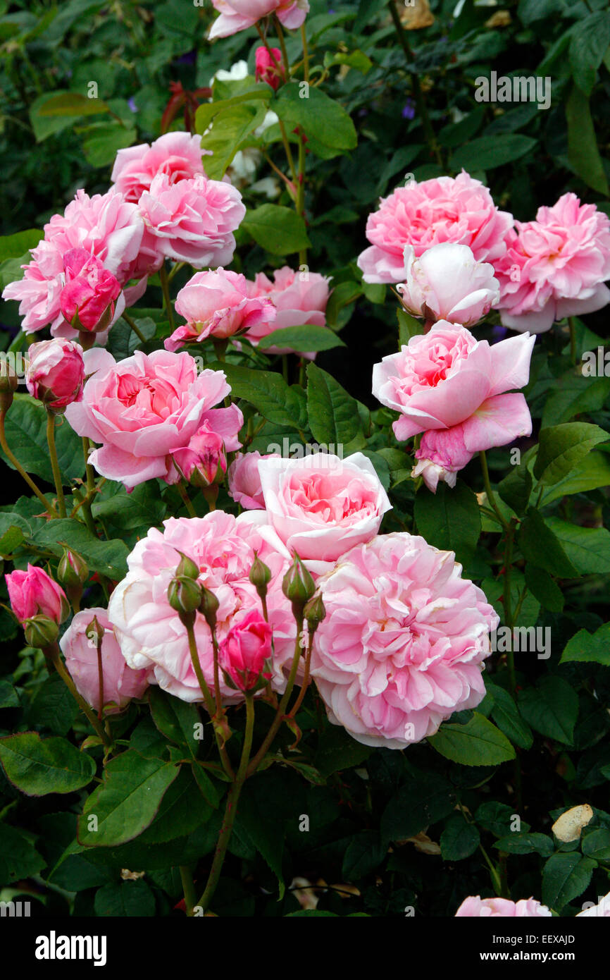 Rosa cottage rose david austin new english rose hi-res stock ...