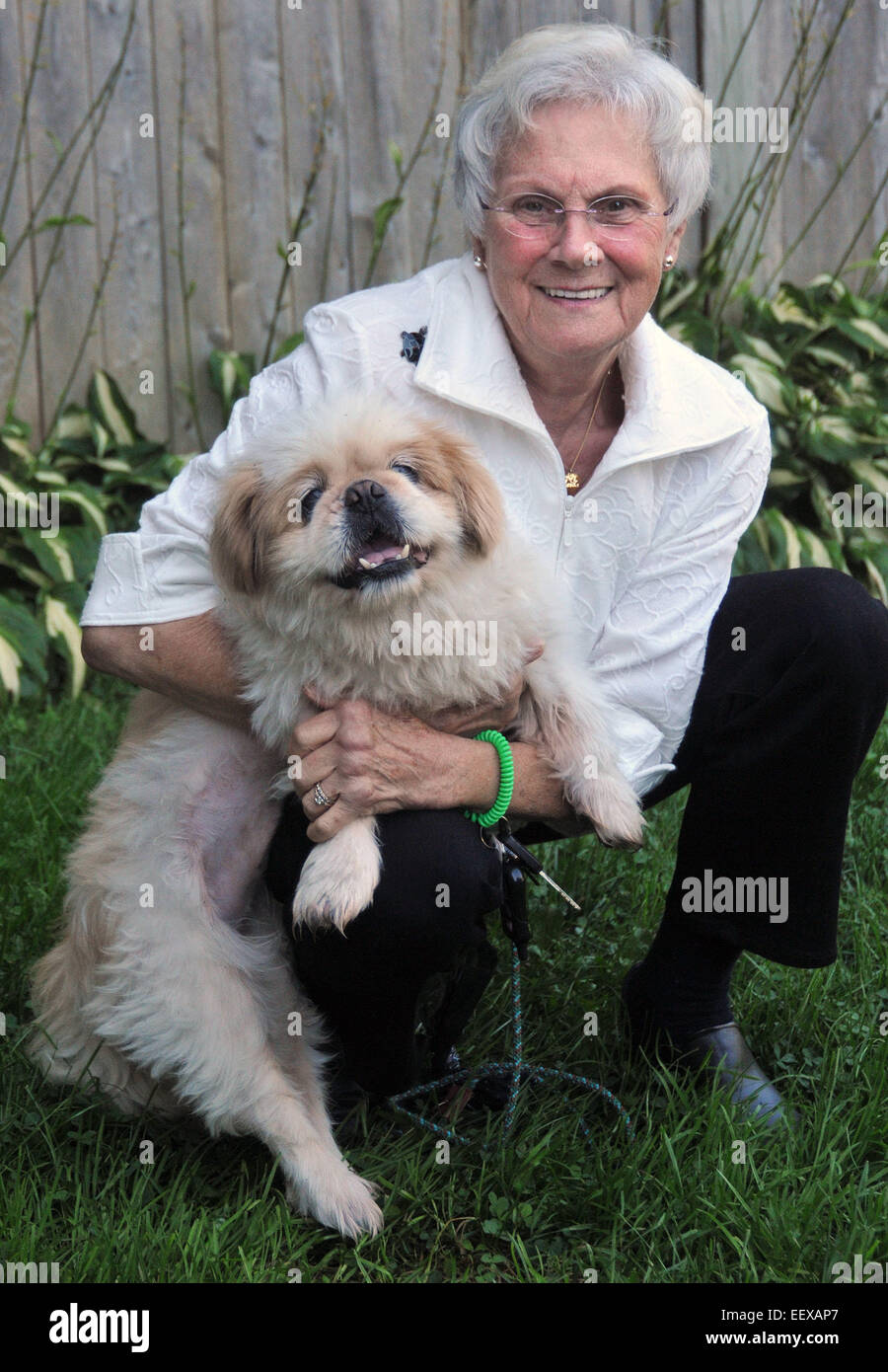 Branford CT USA  Lyn Sauter of Branford has adopted 'Louie,' a 7-year-old Pekinese, the Register's pet of the month. Stock Photo