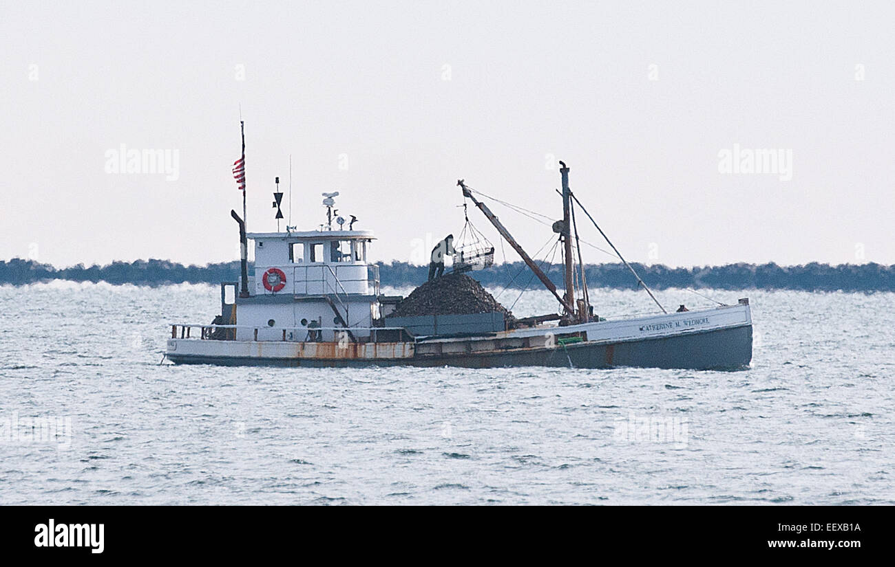 Fishermen aboard the 'Catherine M. Wedmore' harvest shellfish off the coast of West Haven near Savin Rock on Tuesday morning. Stock Photo