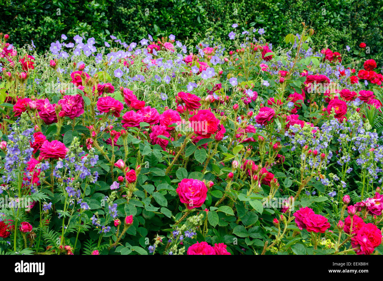 Rosa 'Henri Martin' shrub rose at RHS Rosemoor Stock Photo