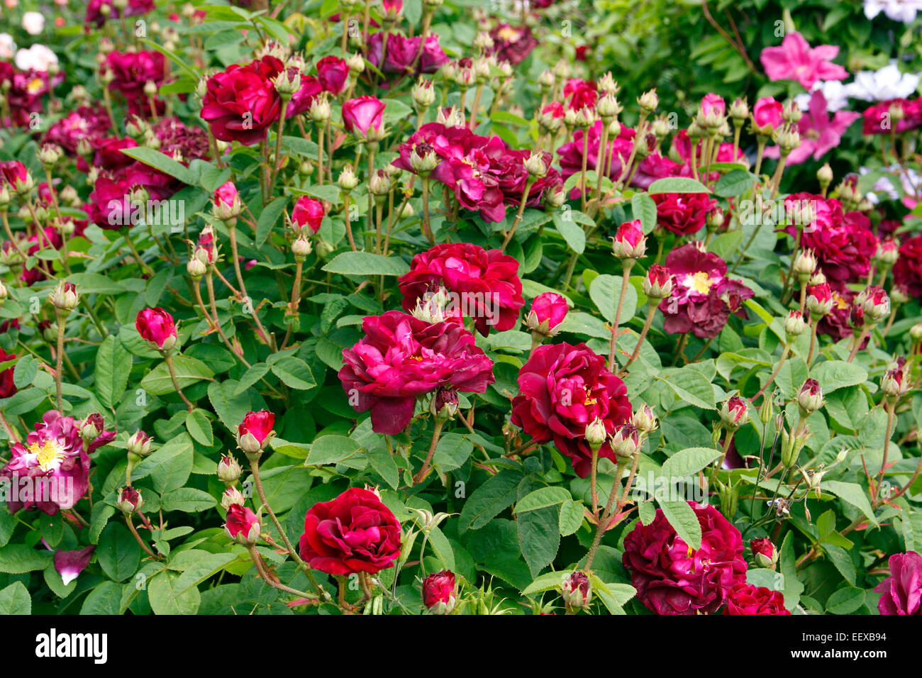 Rosa 'Tuscany Superb' AGM Gallica shrub rose Stock Photo - Alamy