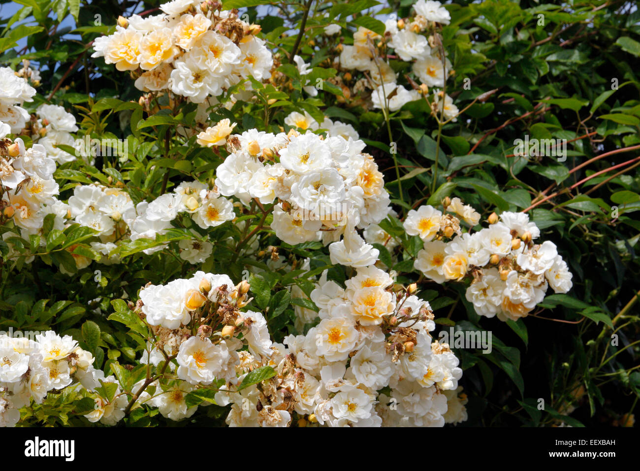 Malvern hills rosa hi-res stock photography and images - Alamy
