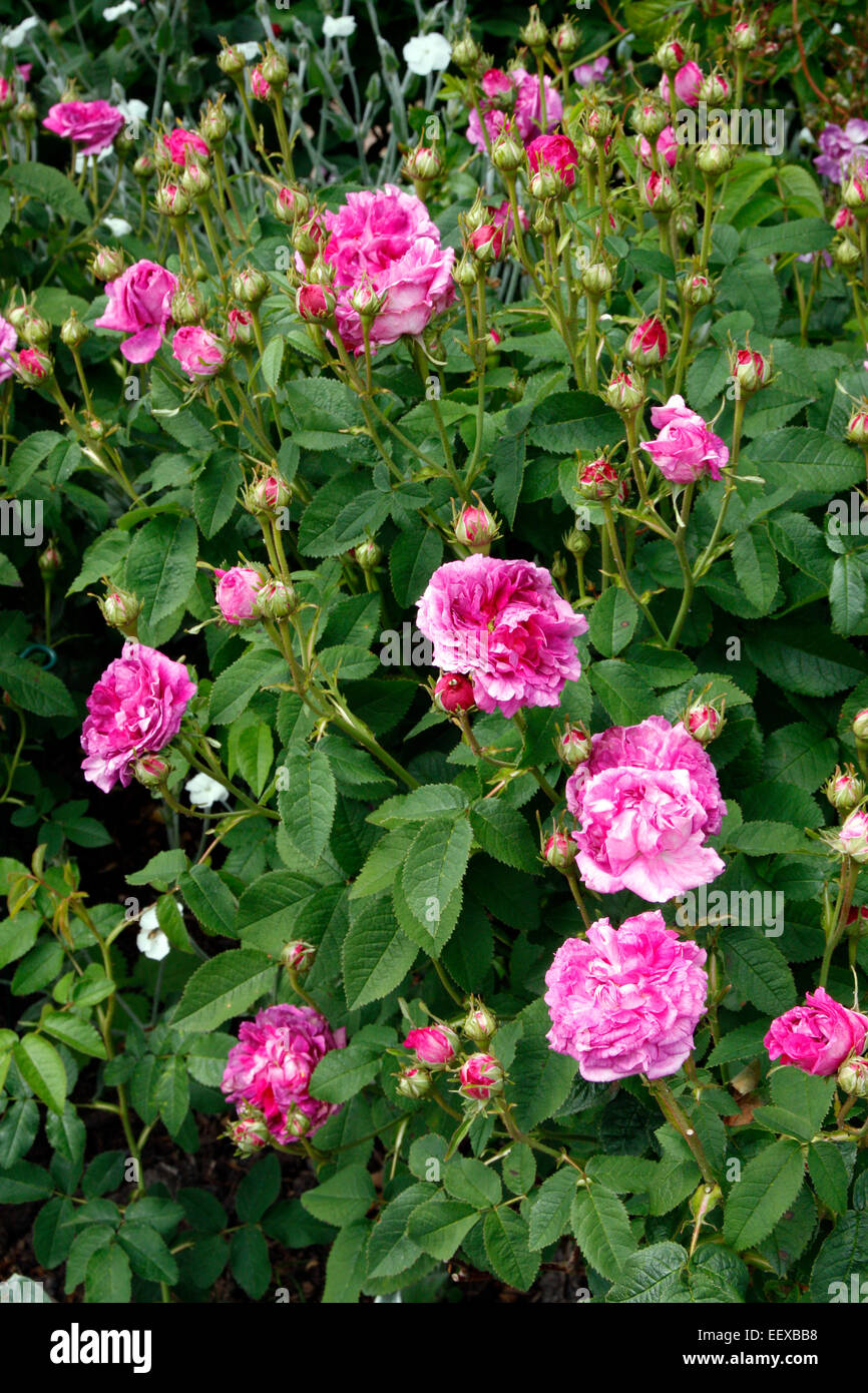 Rosa 'Belle de Crécy' AGM Gallica Rose Stock Photo - Alamy