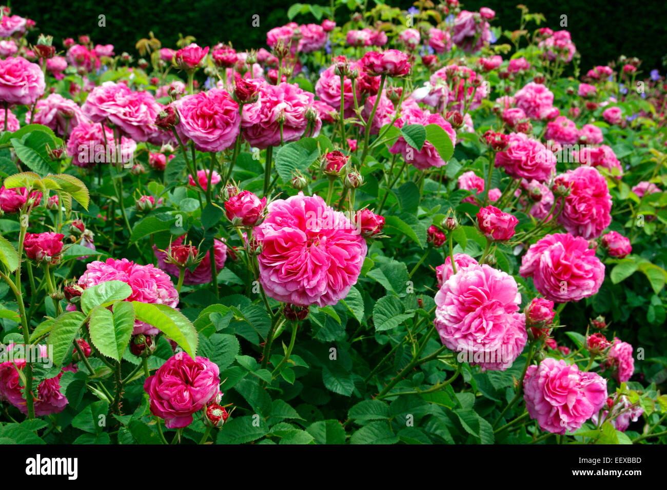 Rosa 'Duc du Cambridge' Stock Photo - Alamy