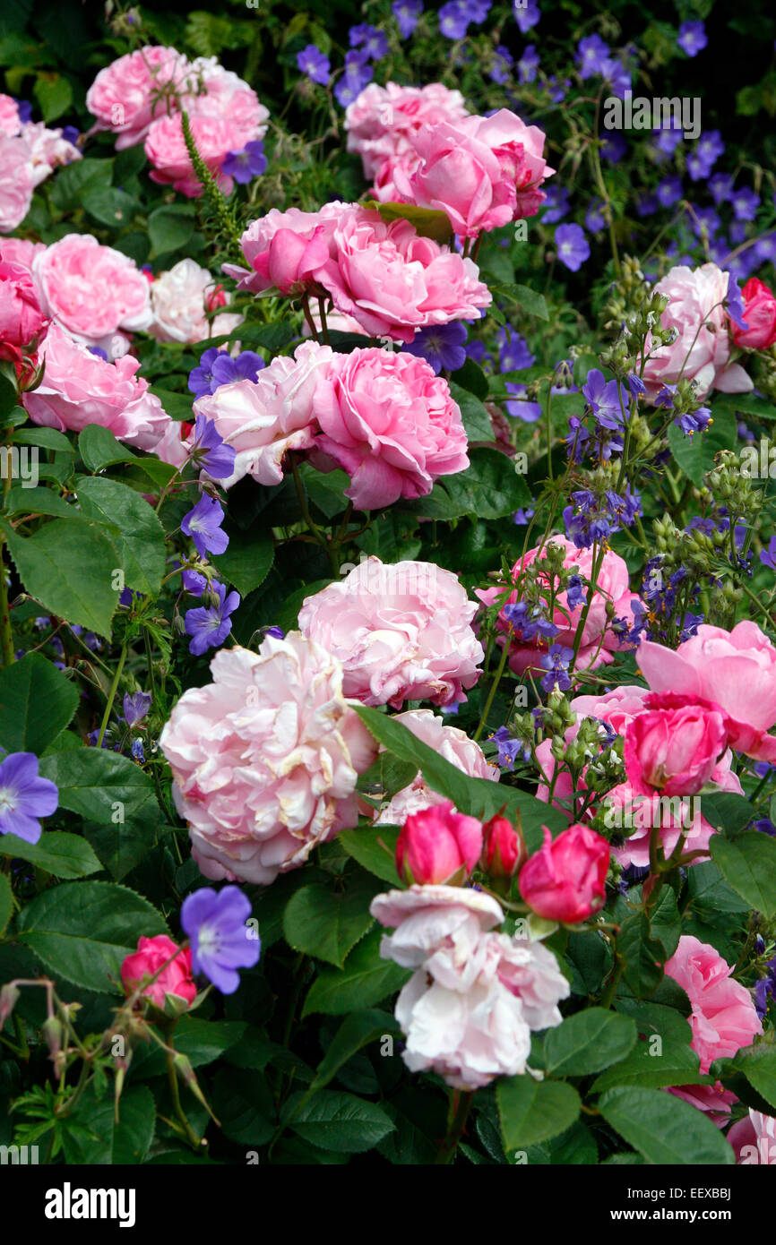 Rosa 'Mary Rose' David Austin New English Rose Stock Photo - Alamy