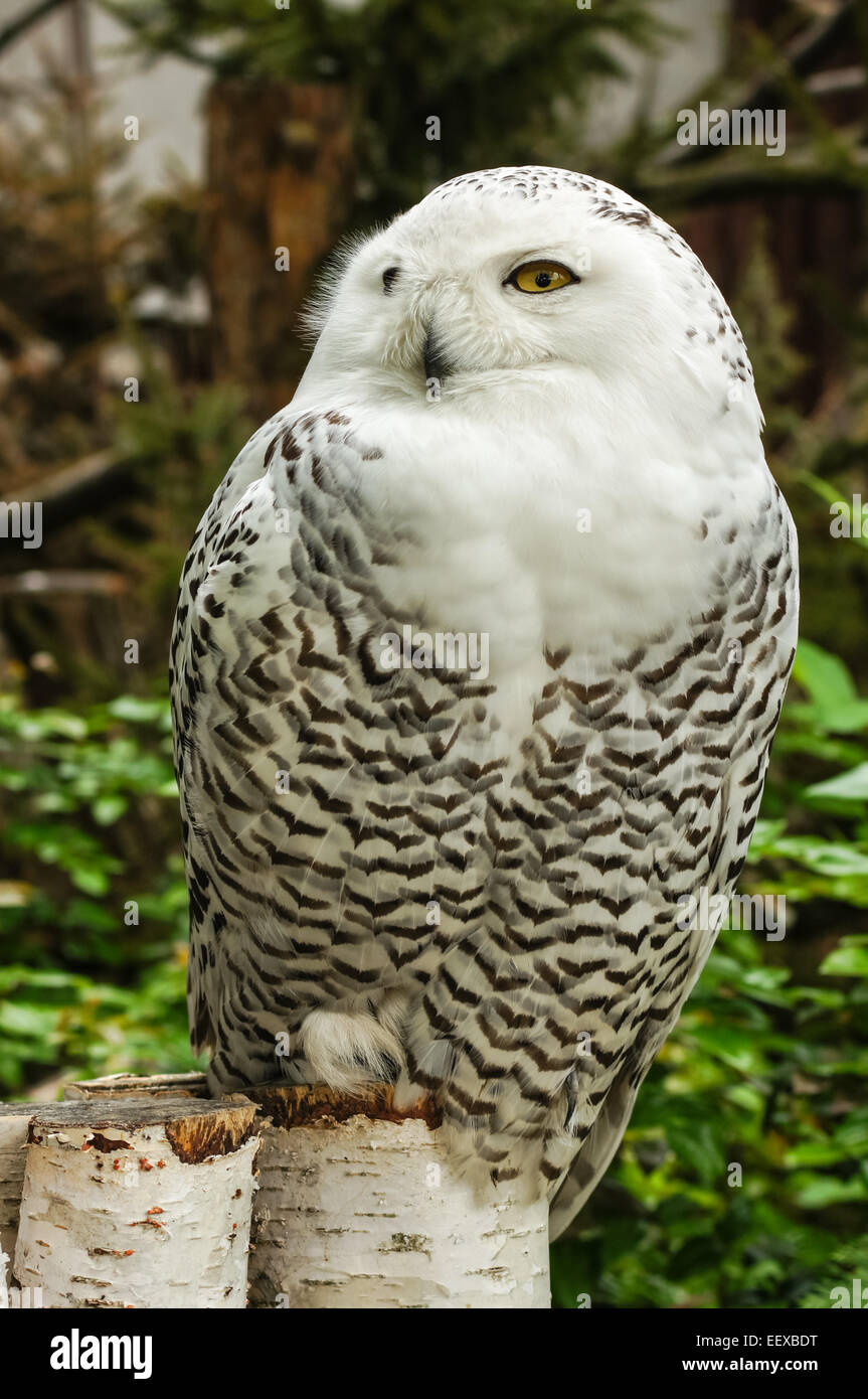 Portrait of Snowy Owl (Bubo scandiacus) Stock Photo