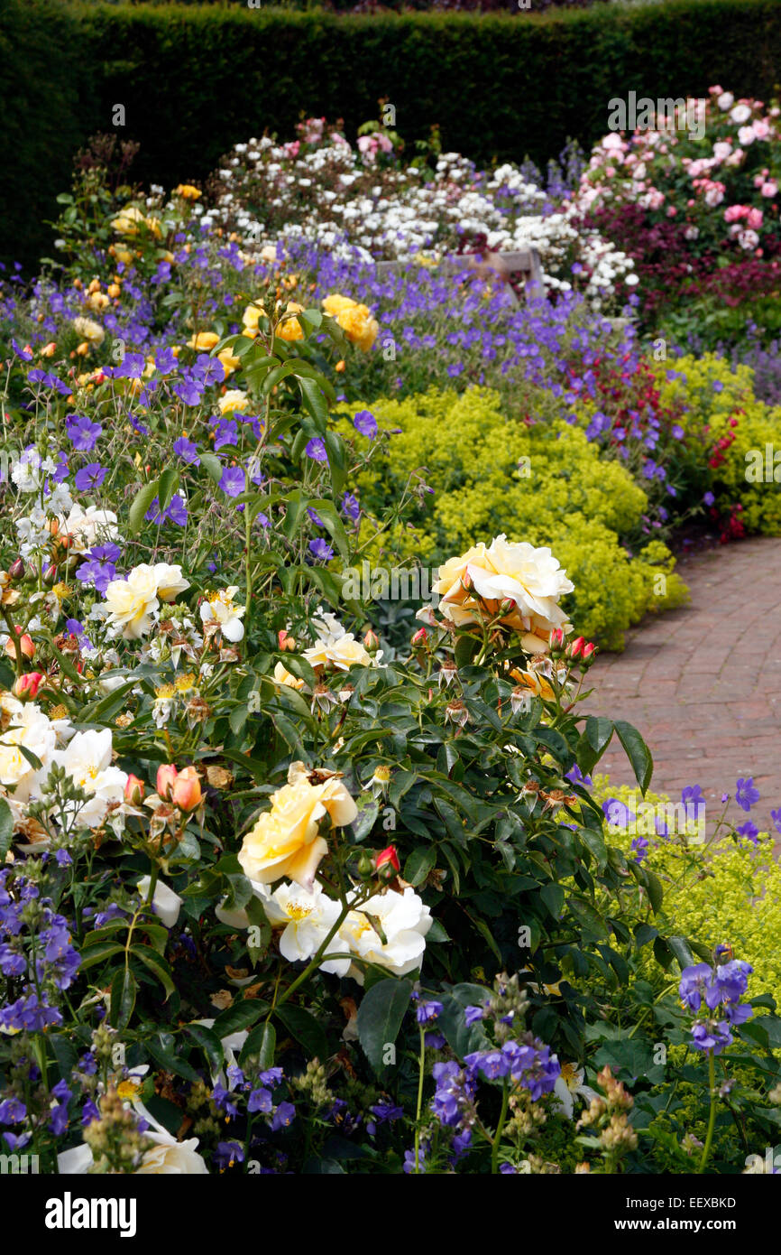 The Rose Garden at RHS Rosemoor with Geranium 'Brookside' and Alchemilla mollis AGM Stock Photo