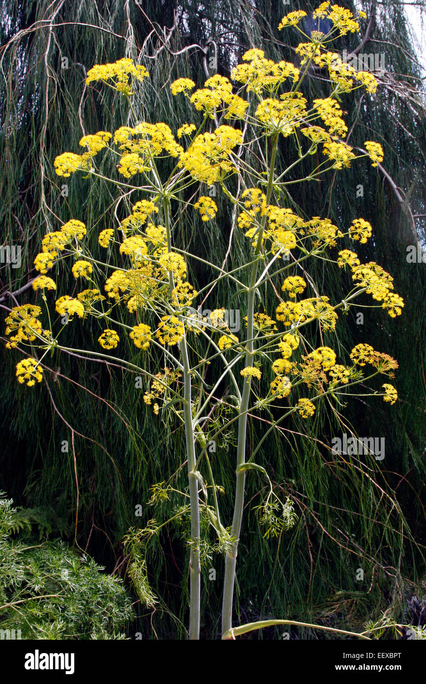 Ferula communis Giant Fennel Stock Photo Alamy