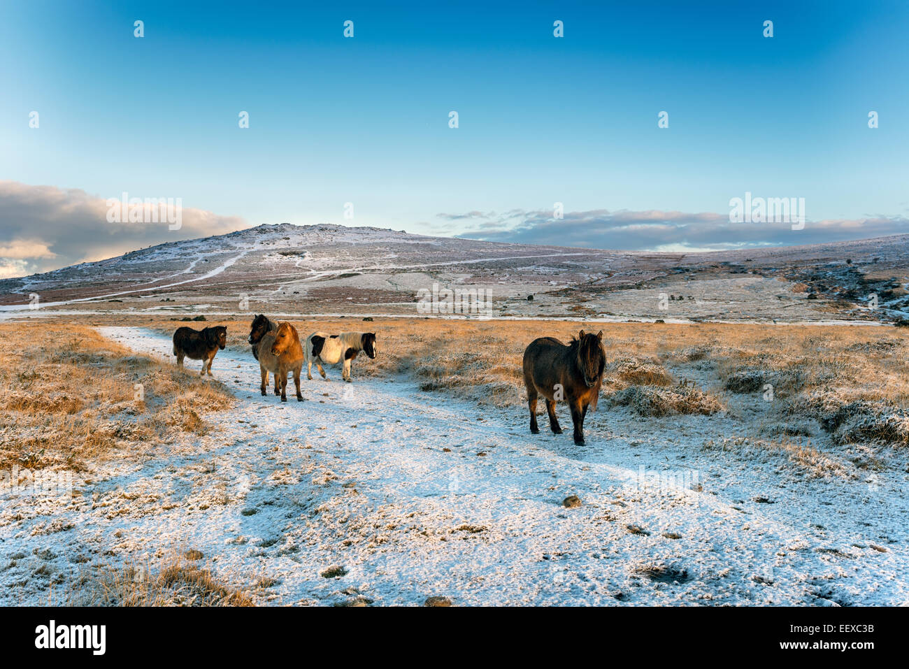 Dartmoor ponies in the snow with Staple Tor in the background Stock Photo