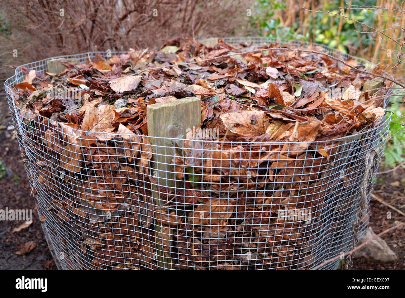 leaves stacked up in a cage to make leaf mould Stock Photo
