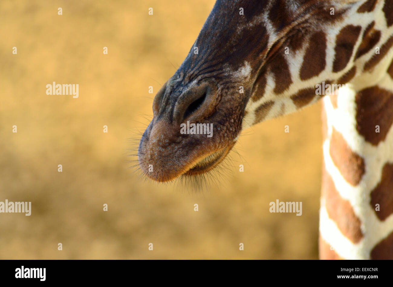Giraffe Nose High Resolution Stock Photography and Images - Alamy