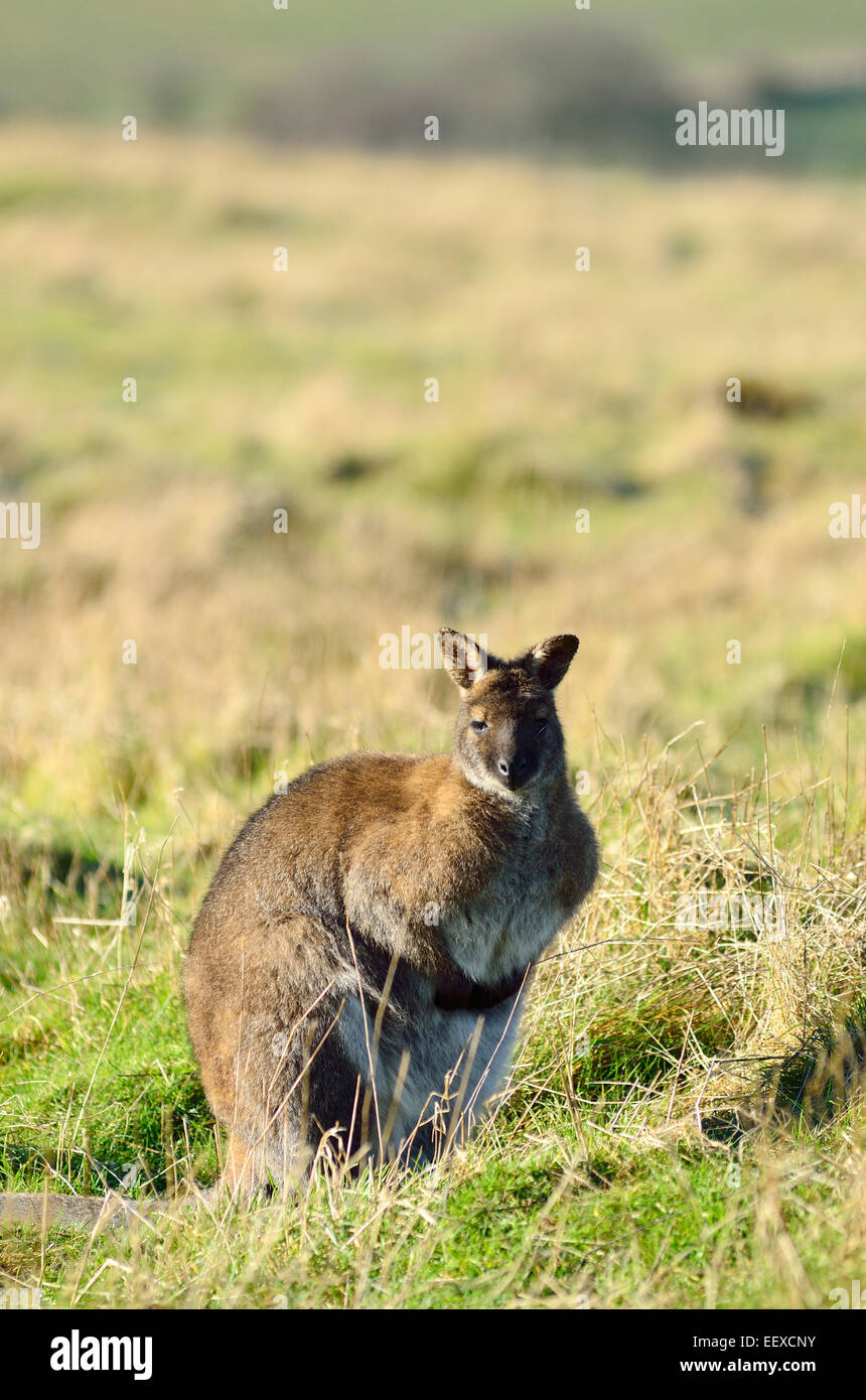 Wallaby on Dunstable Downs, Bedfordshire Stock Photo