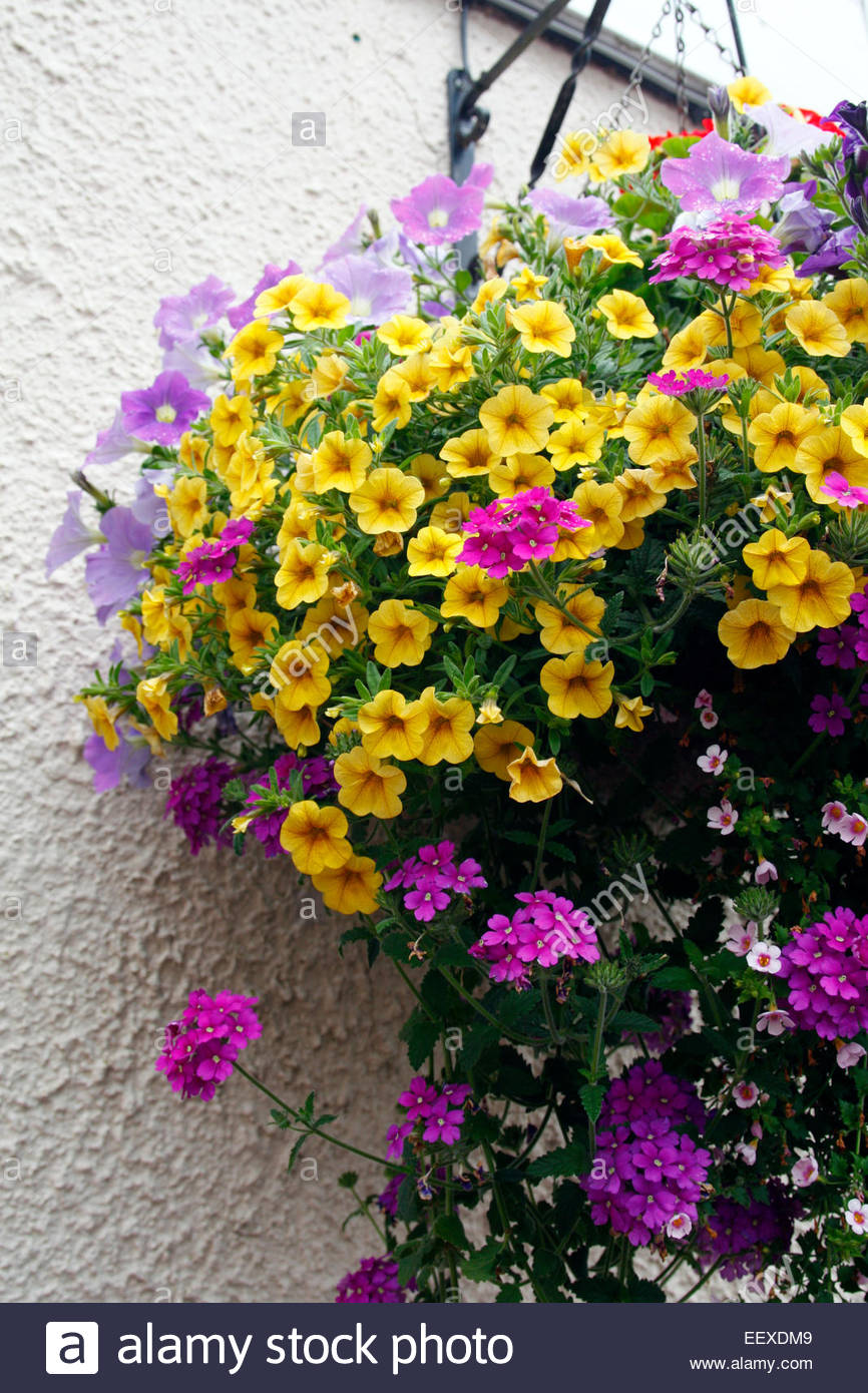 Combinations of flowers in hanging baskets Calibrachoa 'Superbells