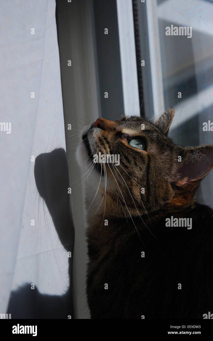 Tabby cat with green eyes in window looking up Stock Photo