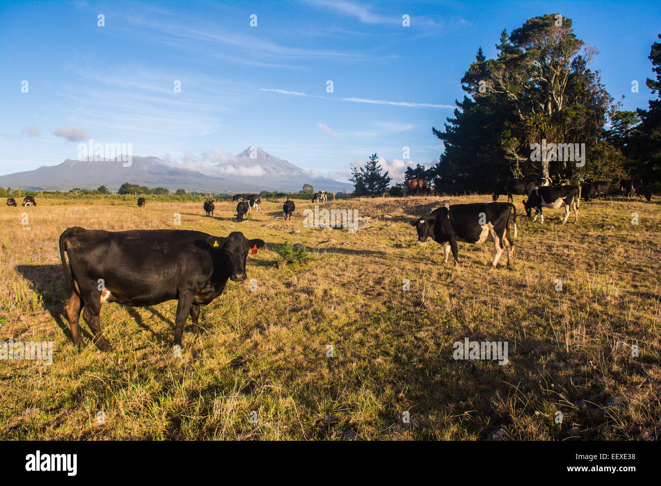 Cattle in pasture below Mt. Taranaki, Egmont National Park, North Island, New Zealand Stock Photo