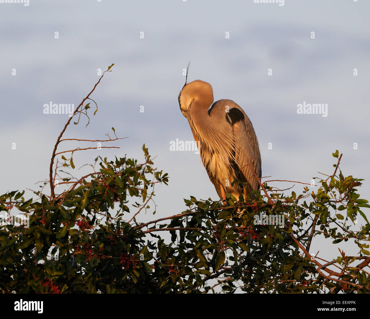 Great Blue Heron, Ardea herodias, early morning light at  vegetation,bushes and trees at the Venice Rookery near Venice, Florida Stock Photo