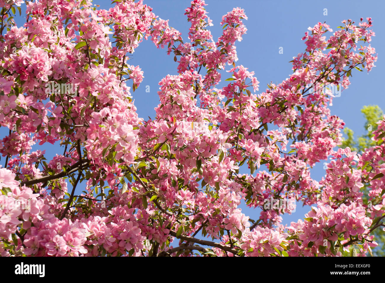 Branches of Japanese cherry tree (sakura) in blossom with pink flowers ...