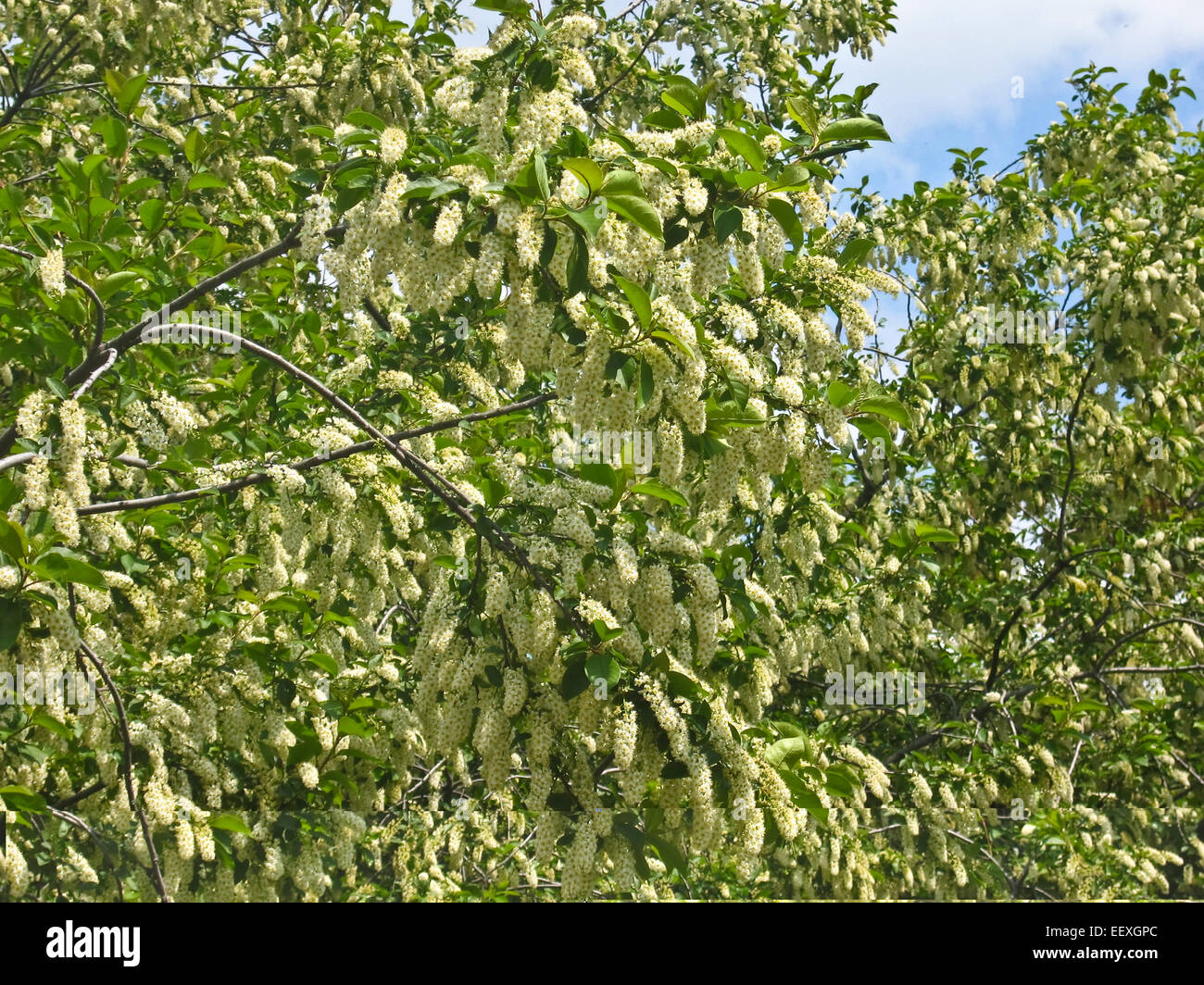 Hegg Tree Branches of bird cherry tree in blossom Stock Photo - Alamy