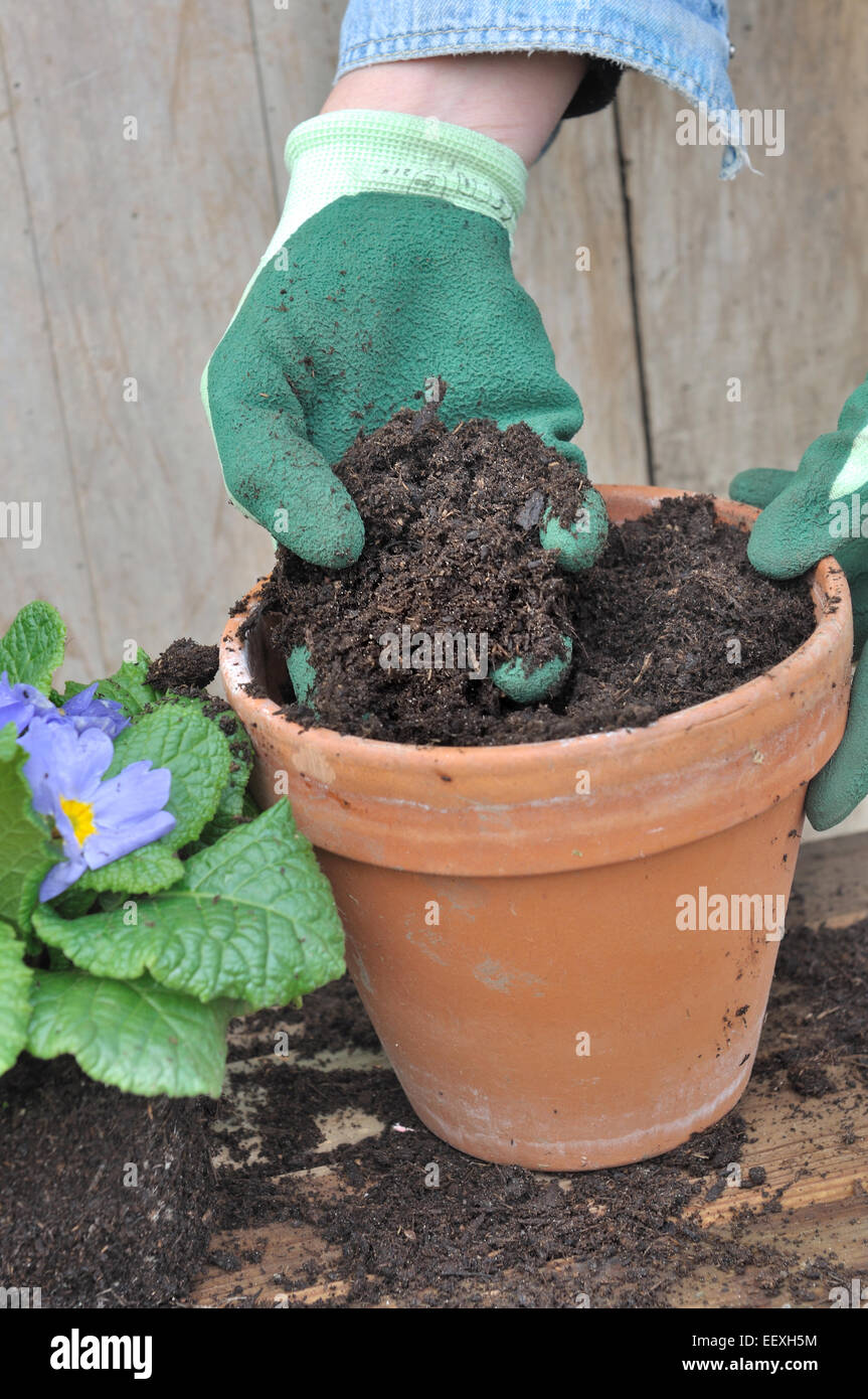 gloved hand holding loam over a flower pot Stock Photo