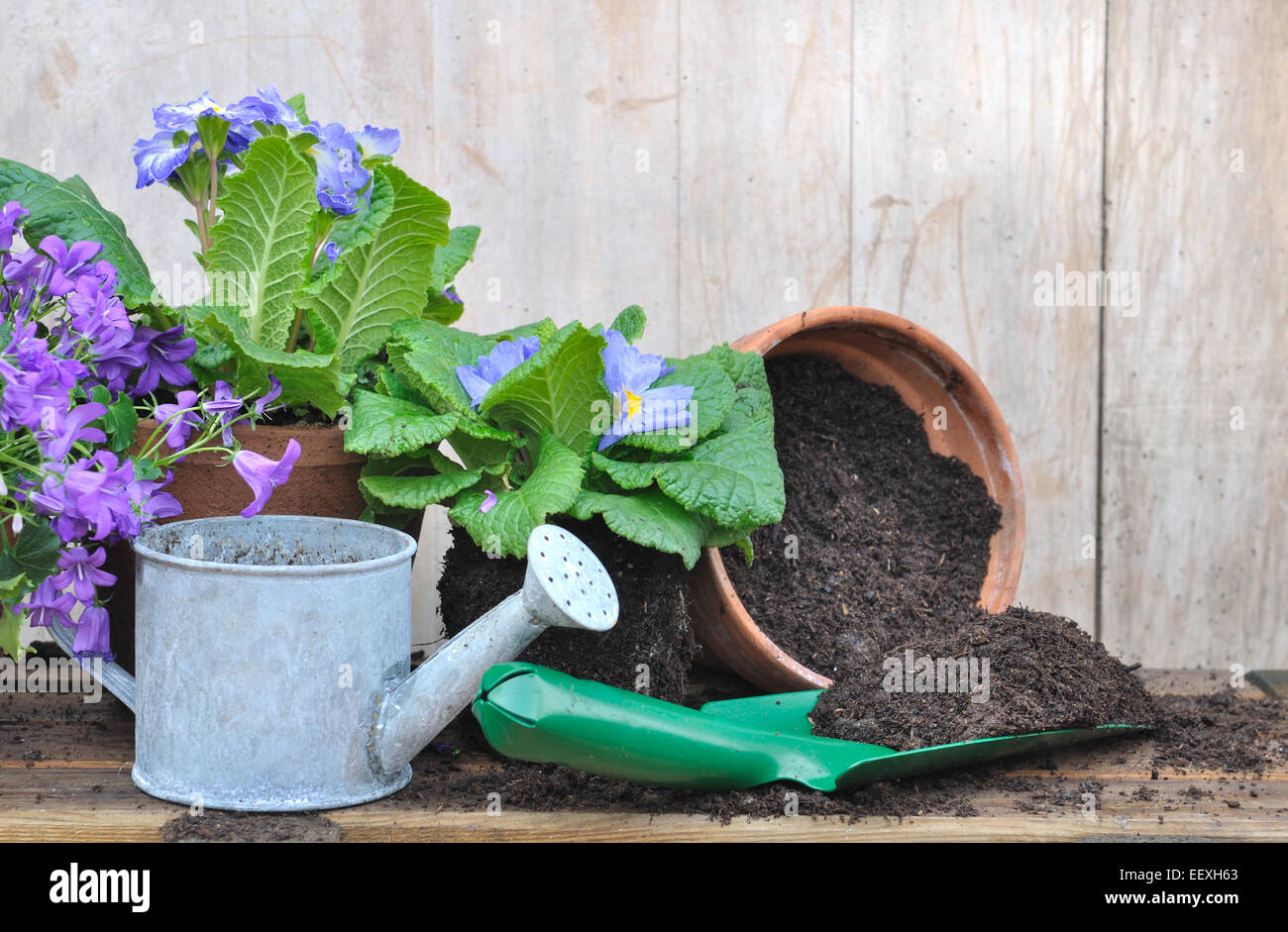 Watering can planter hires stock photography and images Alamy