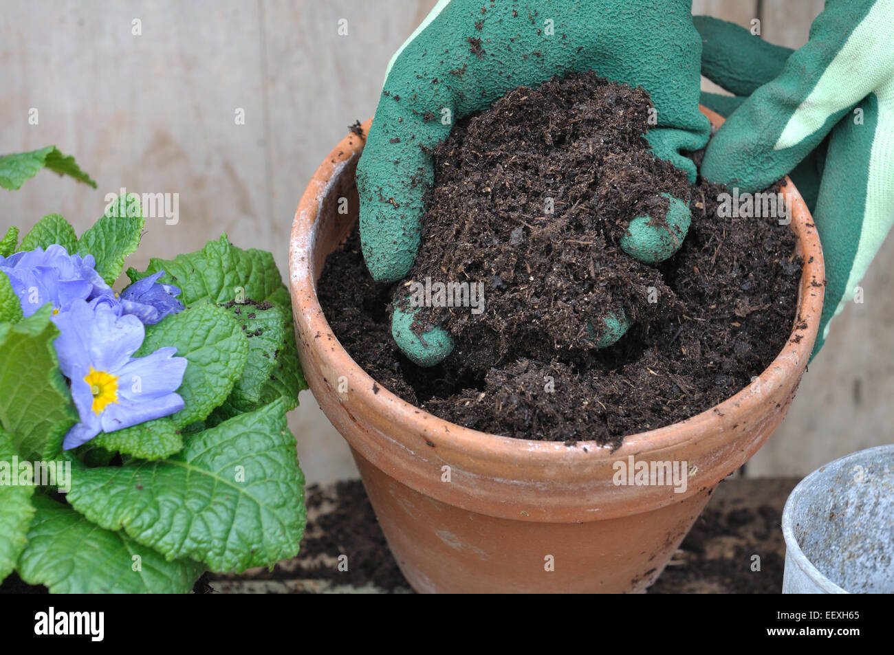 gloved hand holding loam over a flower pot Stock Photo