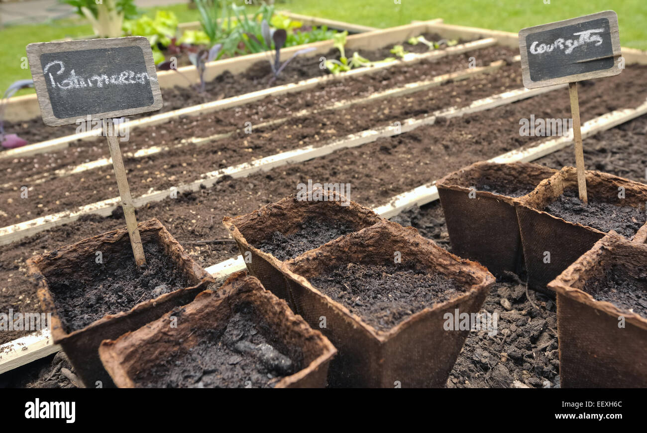 seeds and seedlings in biodegradable pots for little vegetable garden Stock Photo