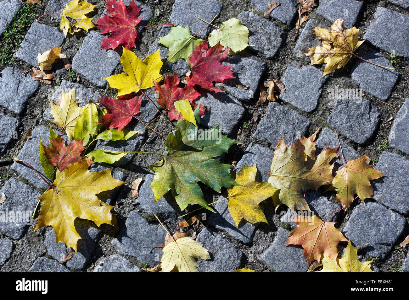 Maple leaves fall on old granite street stones. Sunny autumn day Stock ...
