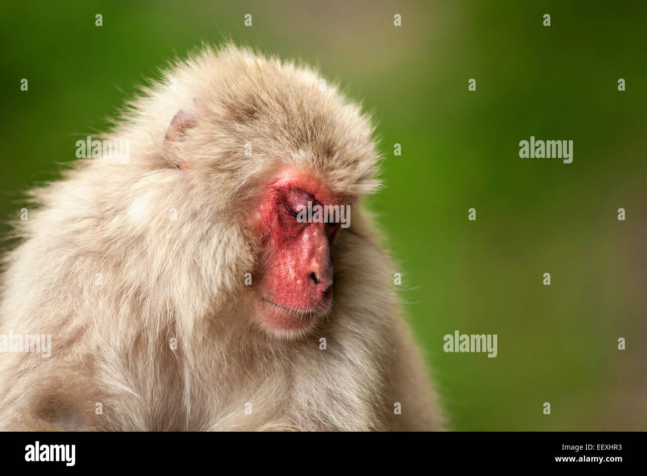 Macaque ape hi-res stock photography and images - Alamy