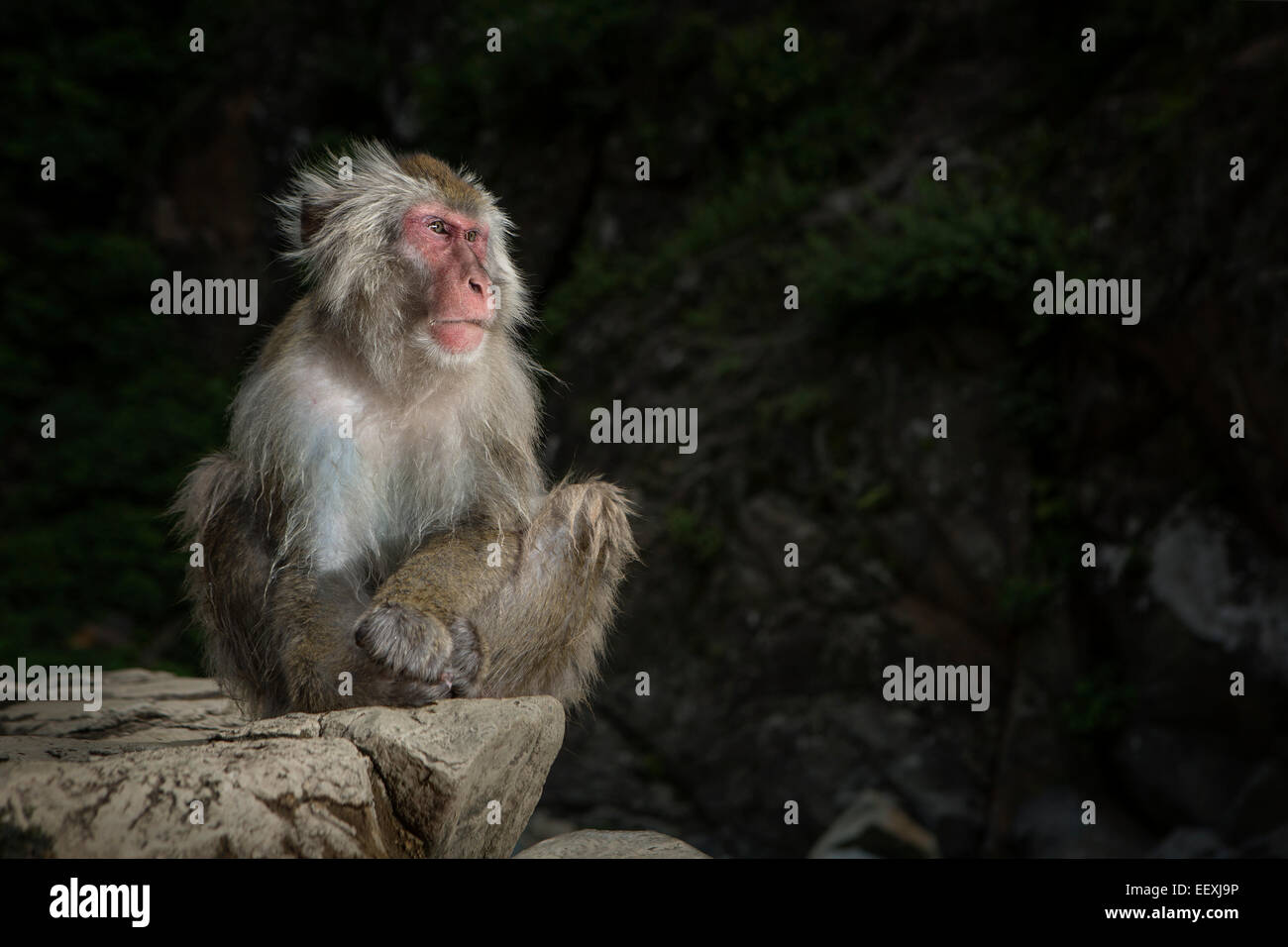 Japanese macaque hi-res stock photography and images - Alamy