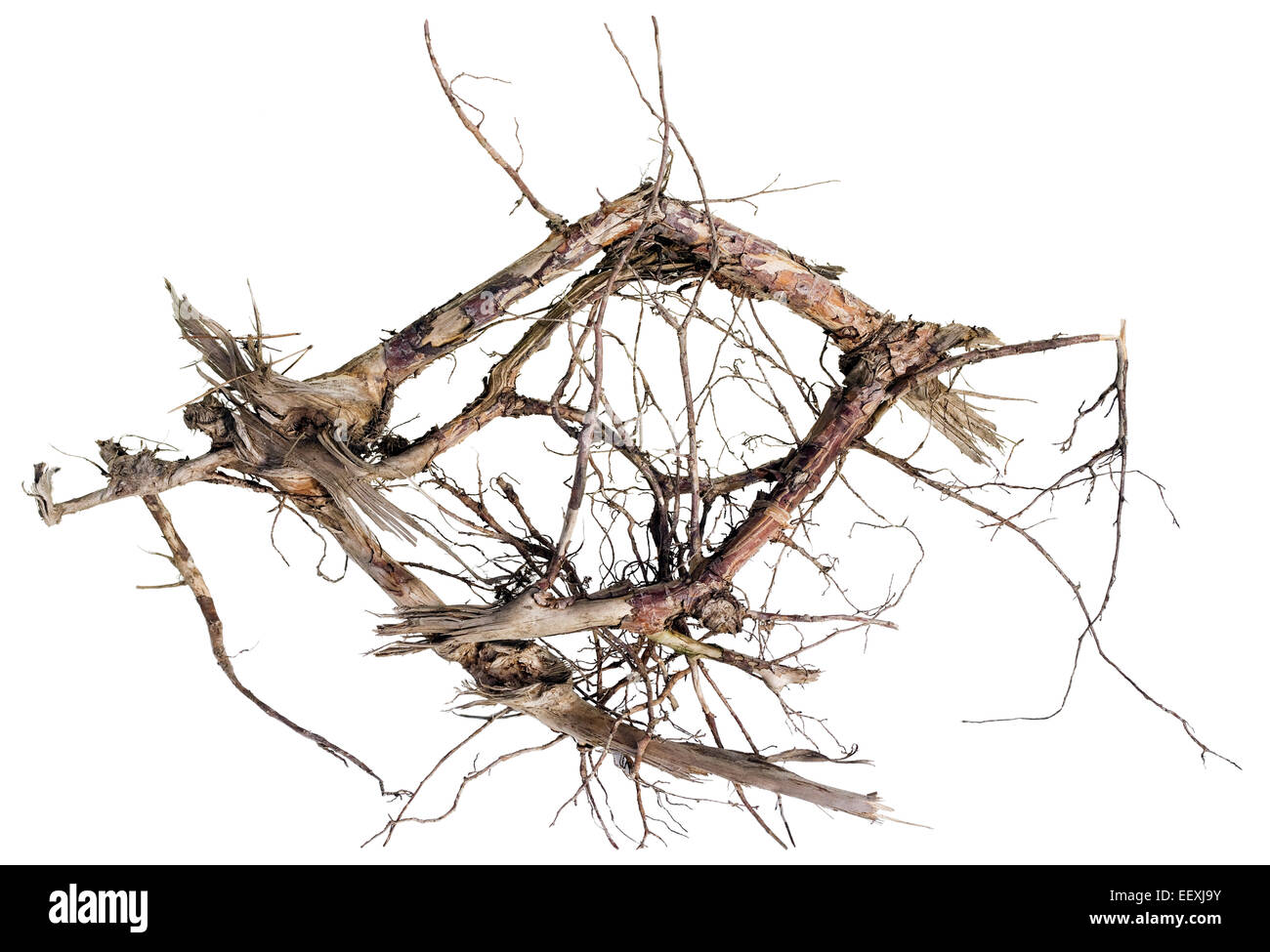Wooden abracadabra concept. Dry death trees root isolated Stock Photo ...