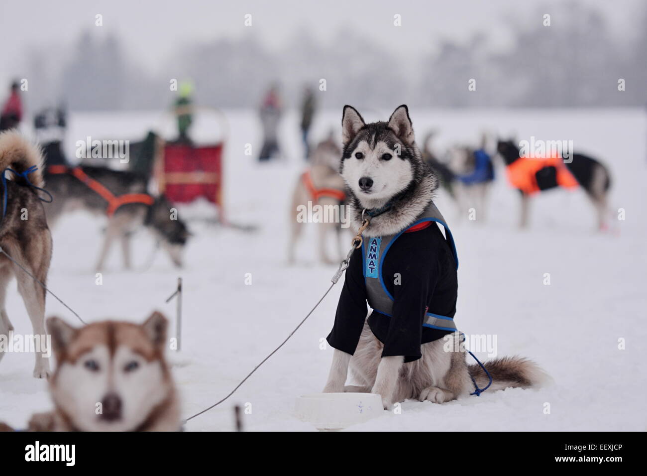 Sedivackuv long race, mushing, musher, dogs, dog team, race Stock Photo ...