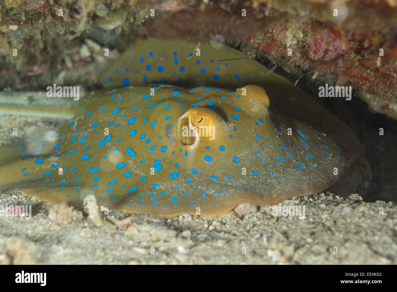 Blue-spotted ribbontail ray hiding under a hard coral Stock Photo