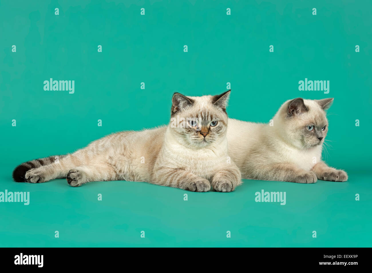 British Shorthair Cats Stock Photo