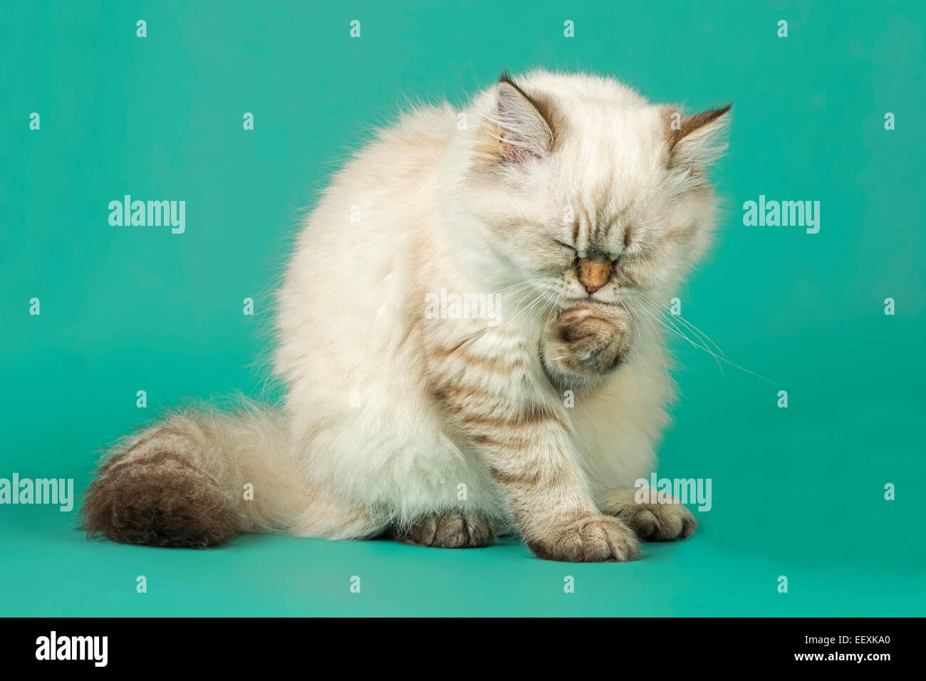 British Shorthair cat grooming Stock Photo