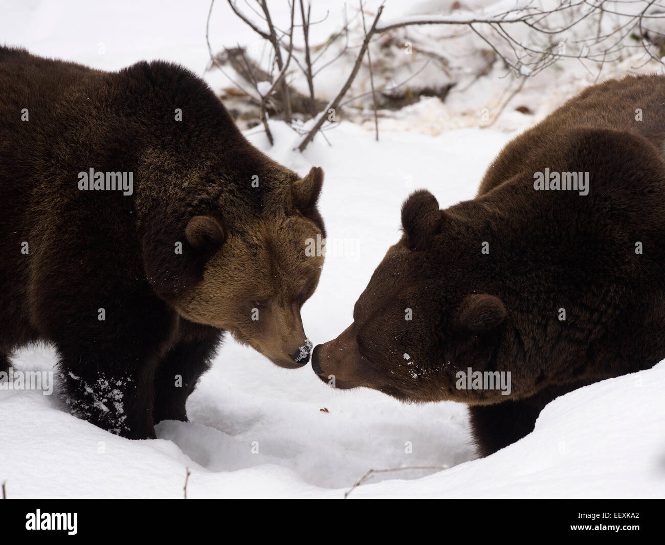Brown Bears (Ursus arctos) in snow, captive, Bavarian Forest National ...