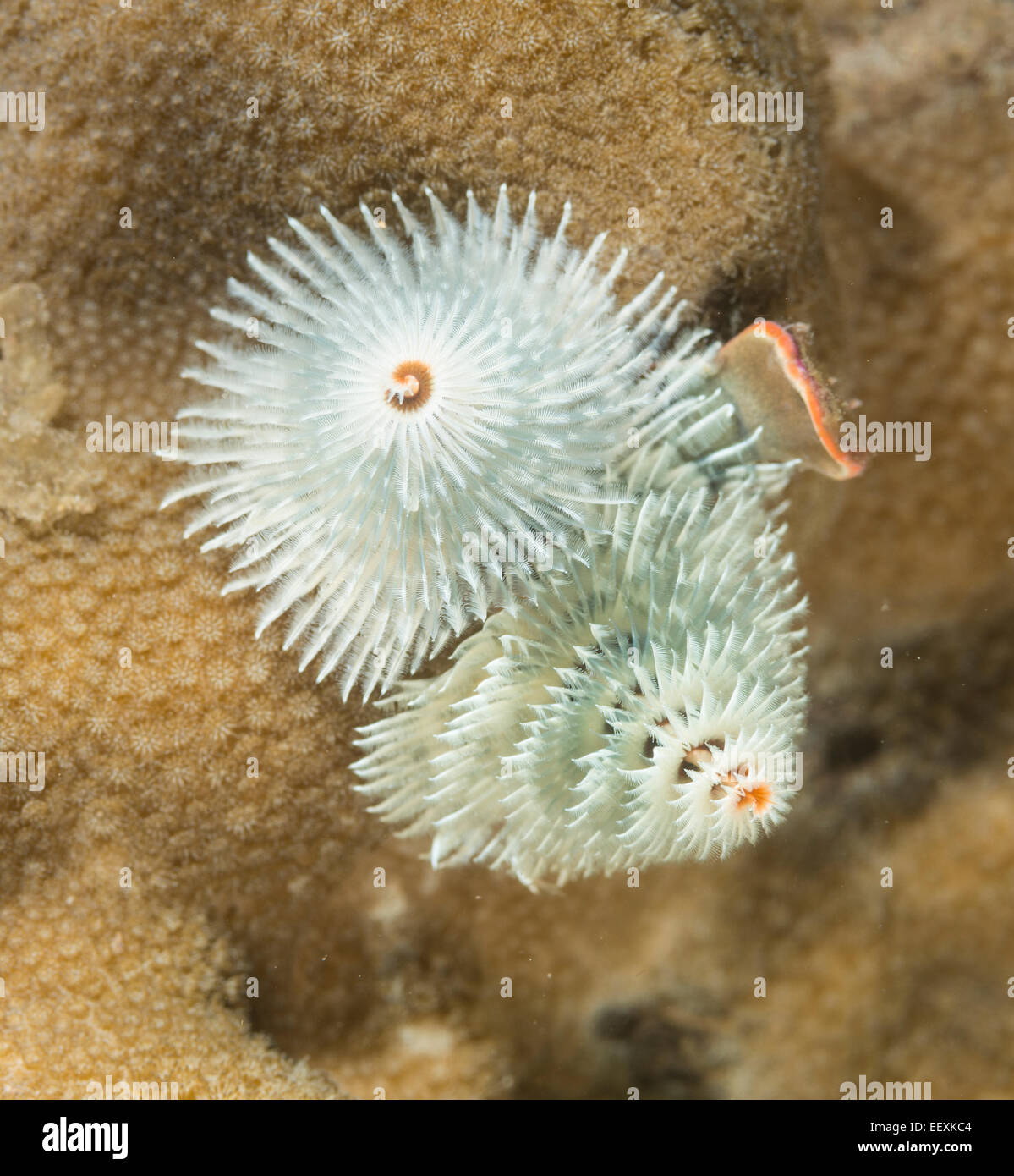 Christmas tree tube worm Stock Photo Alamy