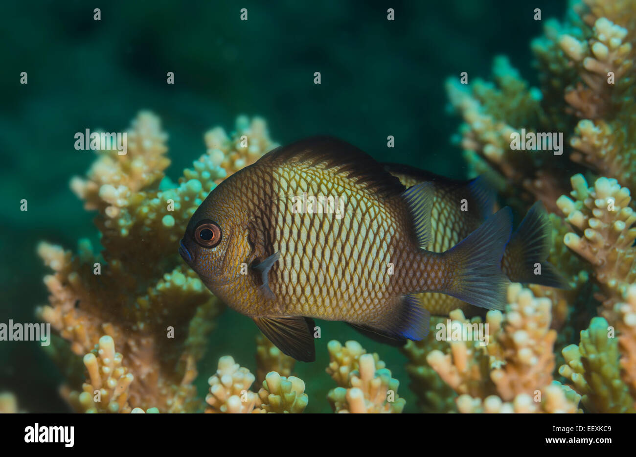 Chromis swimming above a coral Stock Photo