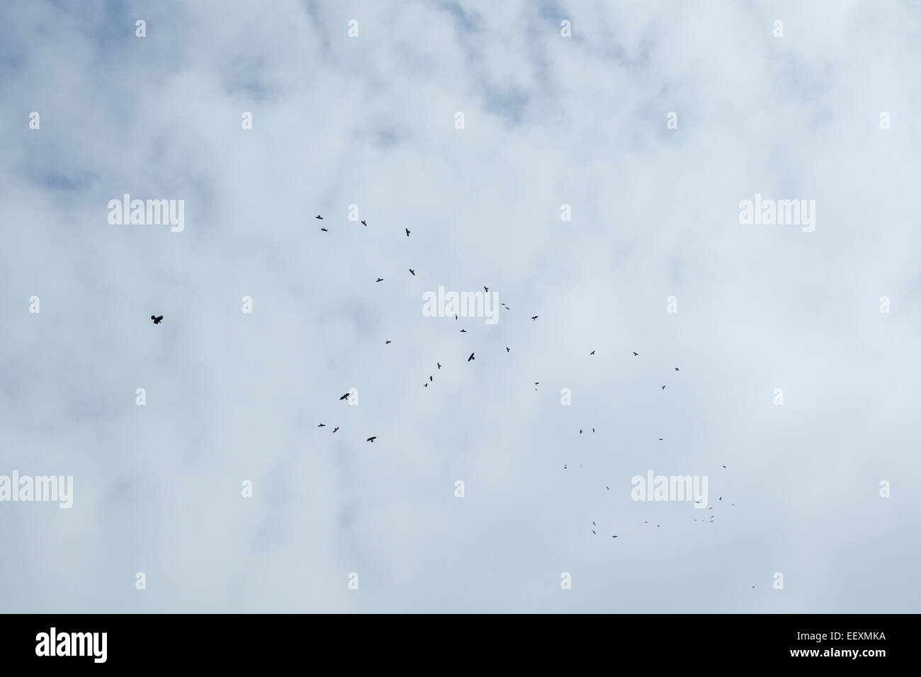 A flock of Alpine chough, latin name Pyrrhocorax graculus, also known as the yellow-billed chough, flying high over the Vercors Stock Photo