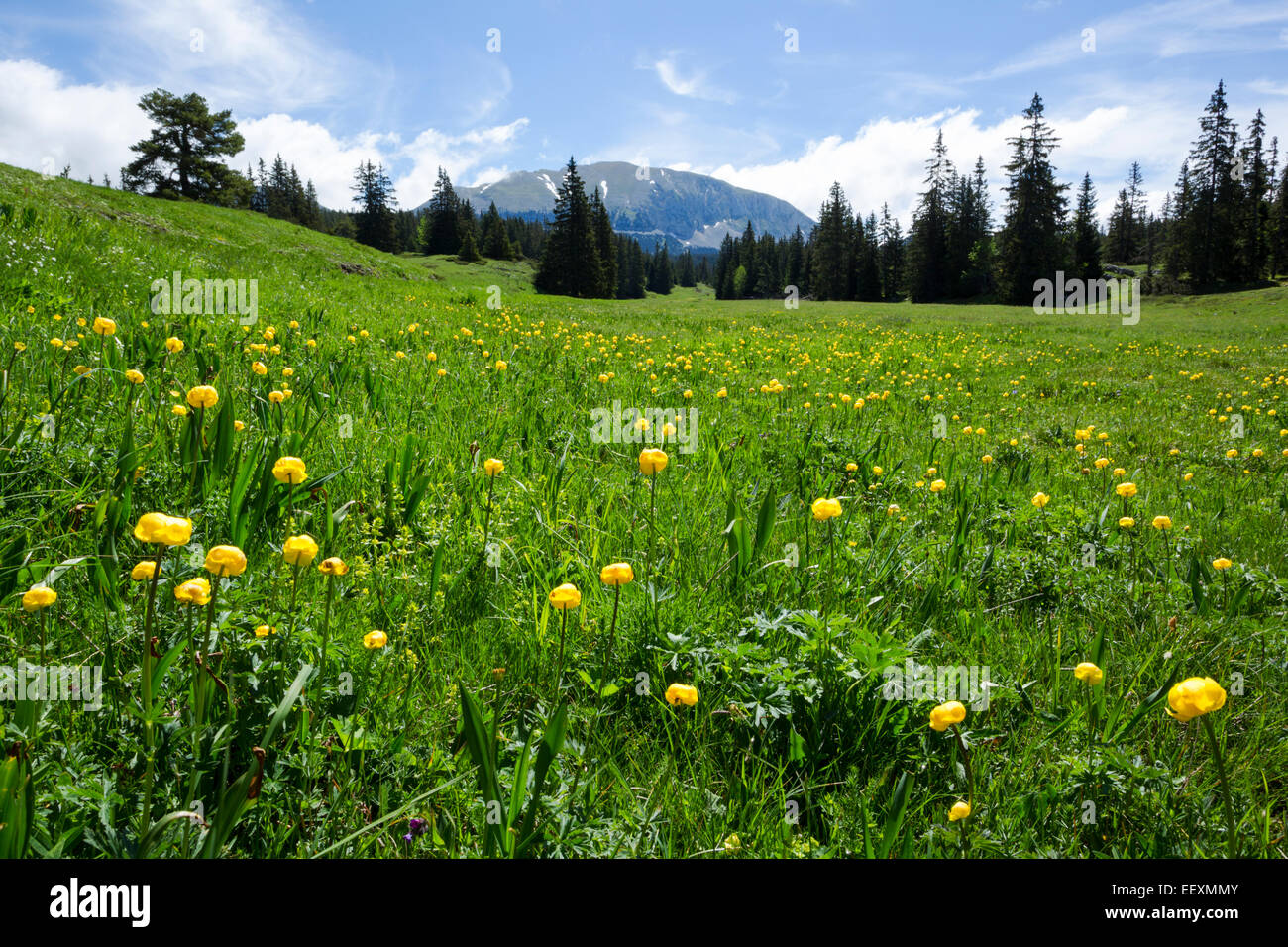 Globeflowers, Latin name Trollius europaeus, in a grassy meadow in the Vercors nature park, France, June Stock Photo