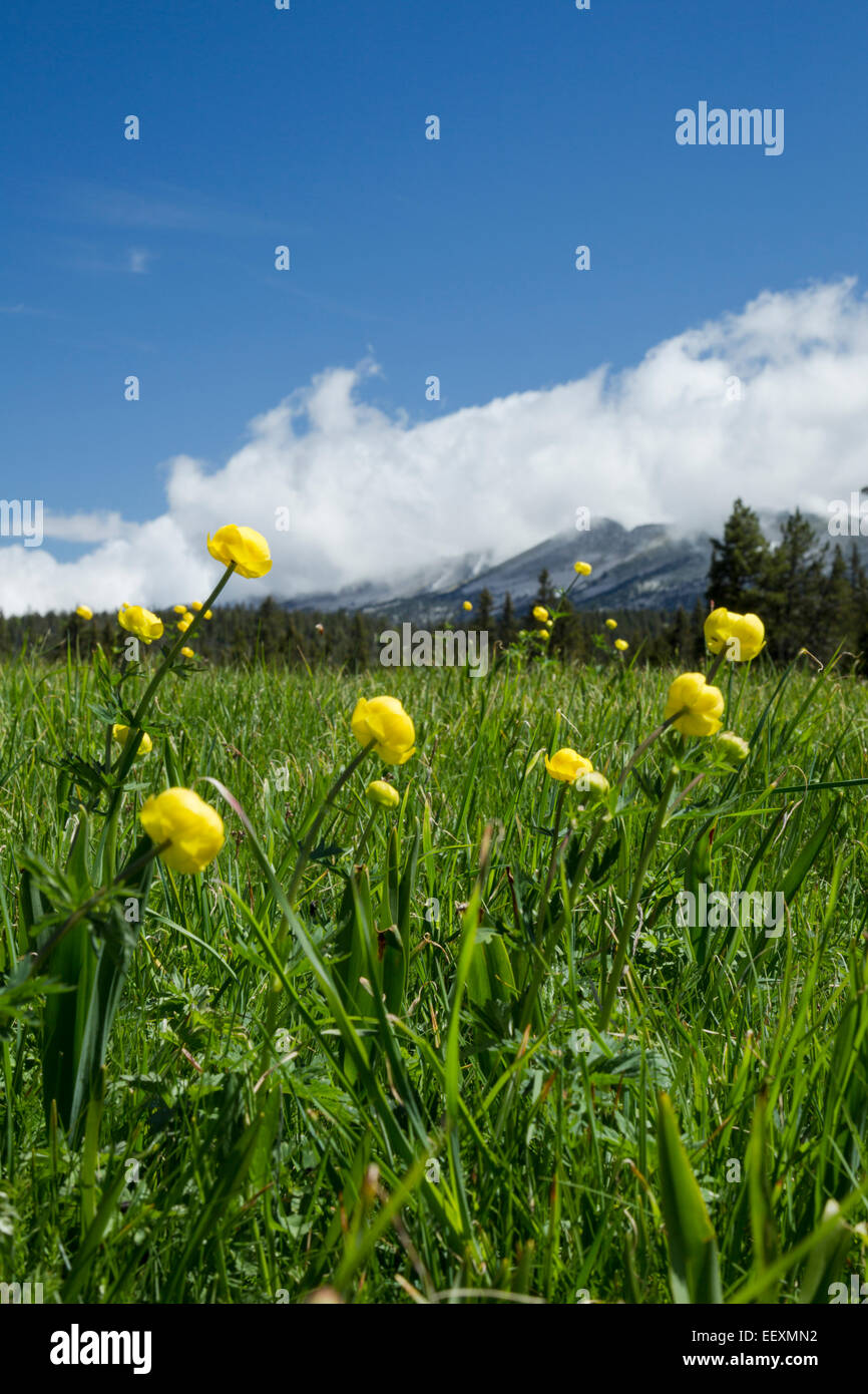 Globeflowers, latin name Trollius europaeus, in a grassy meadow in the Vercors nature park, France, June Stock Photo