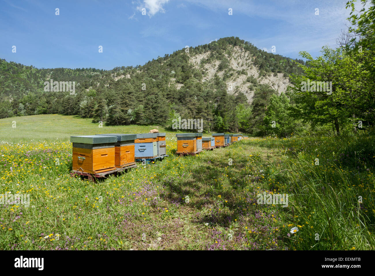 France Isere Parc Naturel Regional du Vercors (Vercors Natural Regional Park) bee hives in a wildflower hay meadow Stock Photo