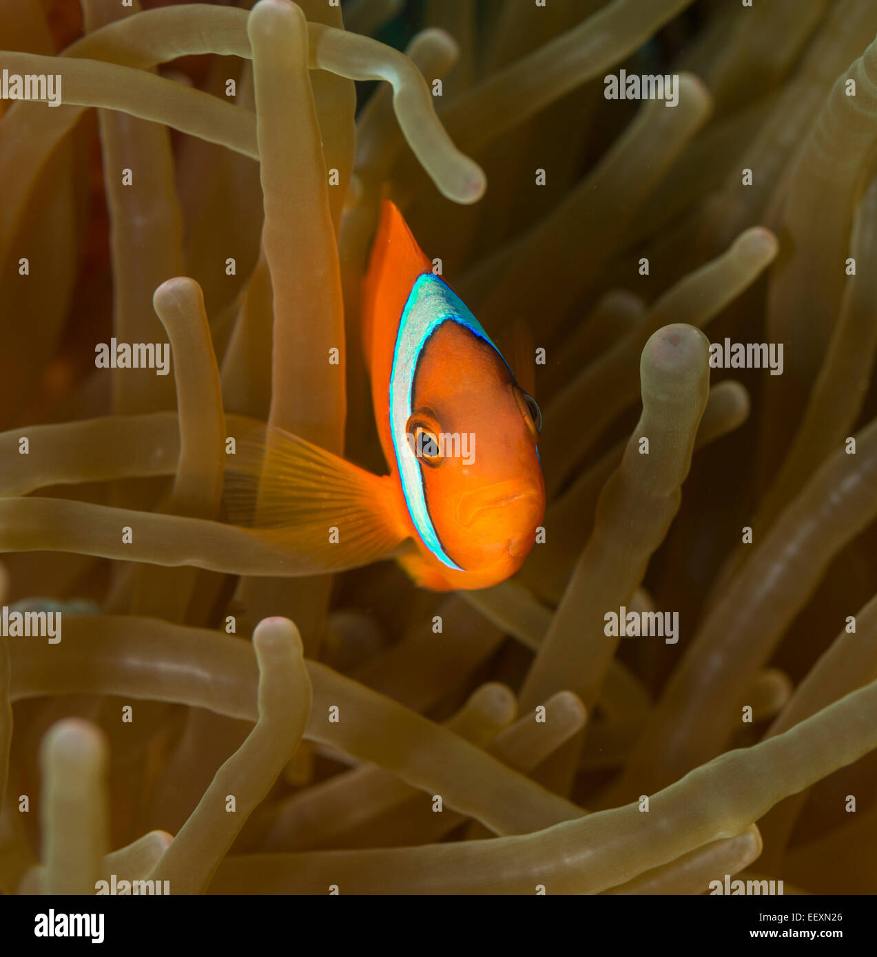Tomato anemonefish in a sea anemone Stock Photo - Alamy