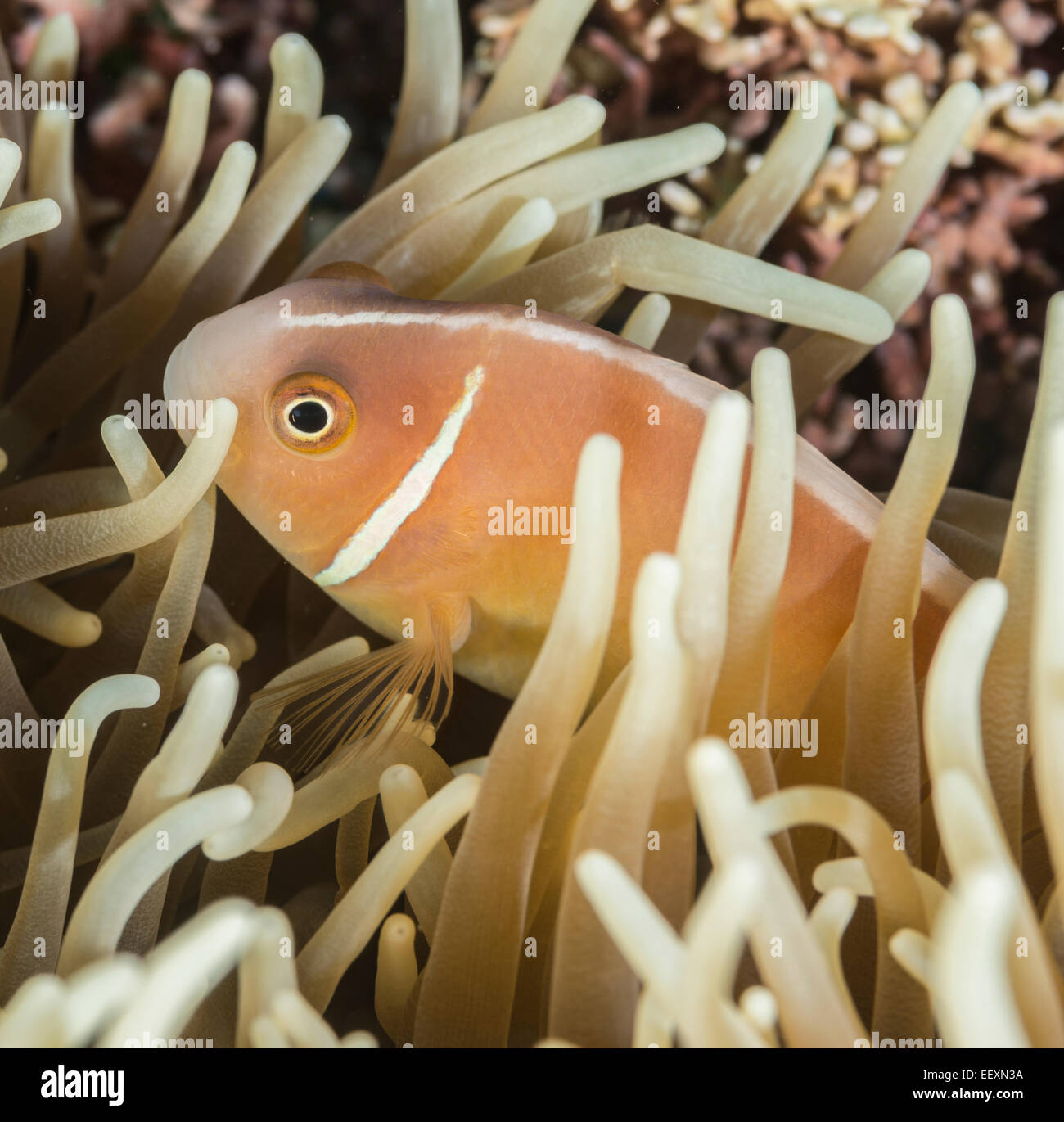 Pink anemonefish hiding in a sea anemone Stock Photo