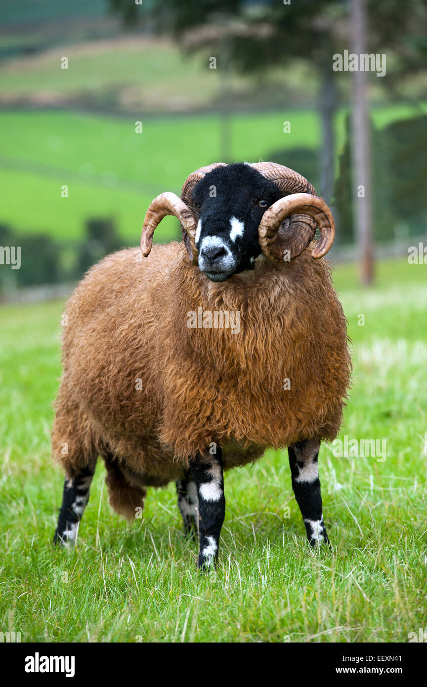 Dalesbred ram in field. North Yorkshire, UK Stock Photo - Alamy