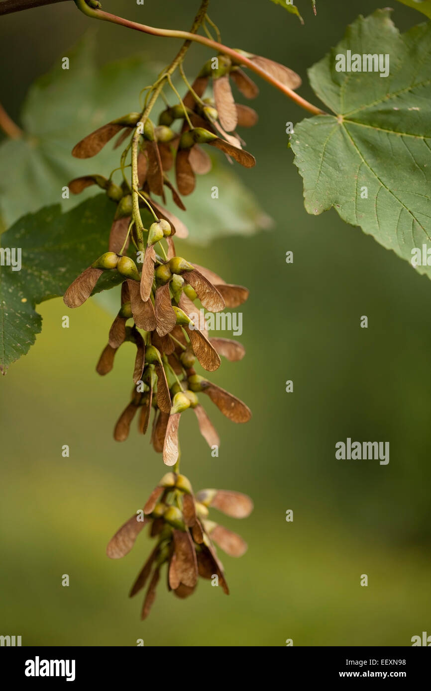 branch maple with leaves and seed Stock Photo