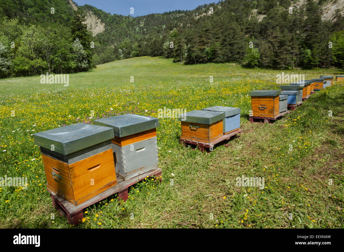 France Isere Parc Naturel Regional du Vercors (Vercors Natural Regional Park) bee hives in a wildflower hay meadow Stock Photo