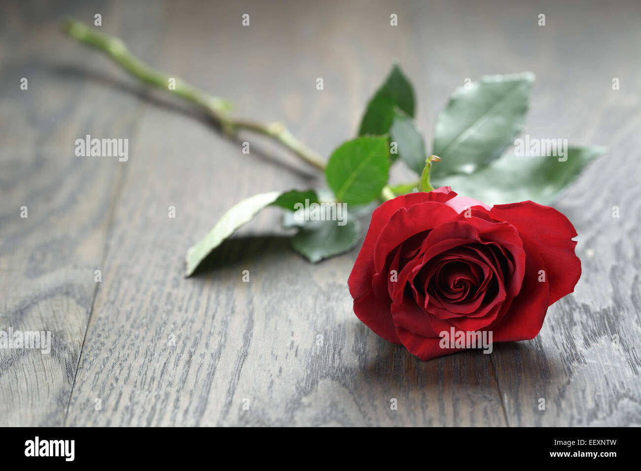 One red rose on oak wood table, copy space for text Stock Photo - Alamy