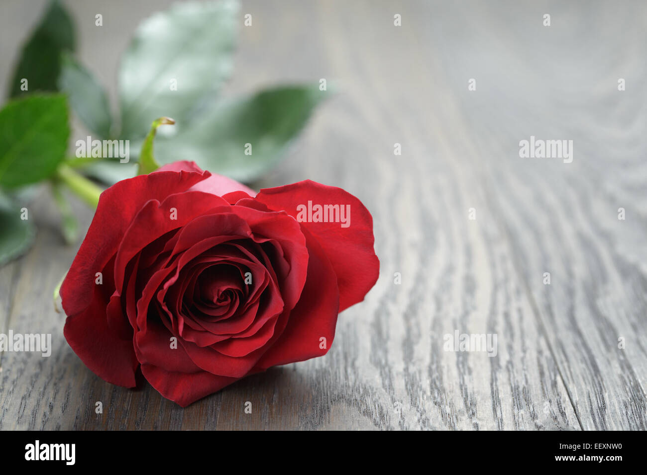 One red rose on oak wood table, copy space for text Stock Photo - Alamy