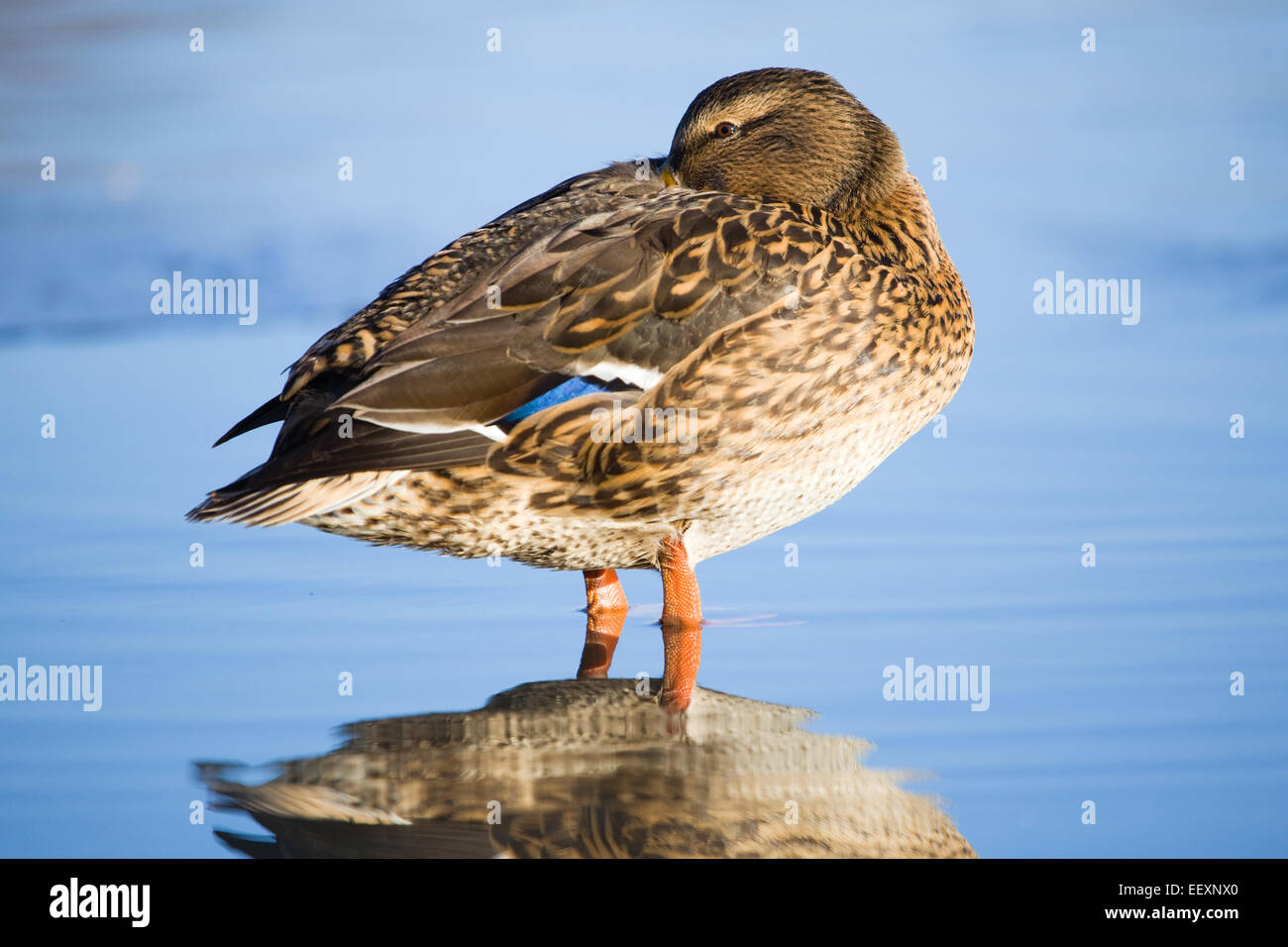 Mallard Duck (Anas platyrhynchos) on a pond in the UK in winter. January 2015. Stock Photo