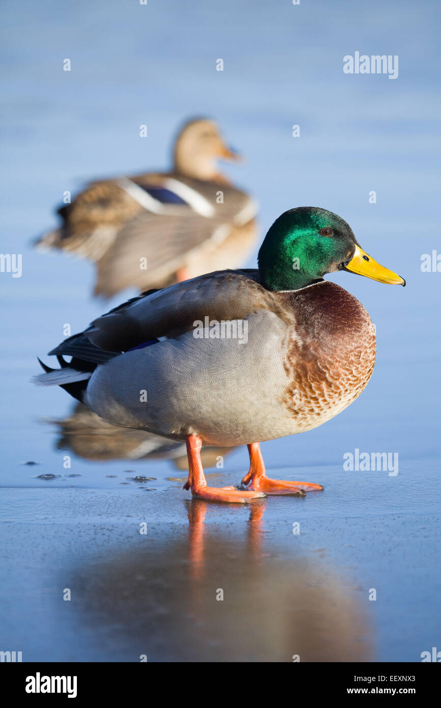 Mallard Duck (Anas platyrhynchos) on a pond in the UK in winter. January 2015. Stock Photo
